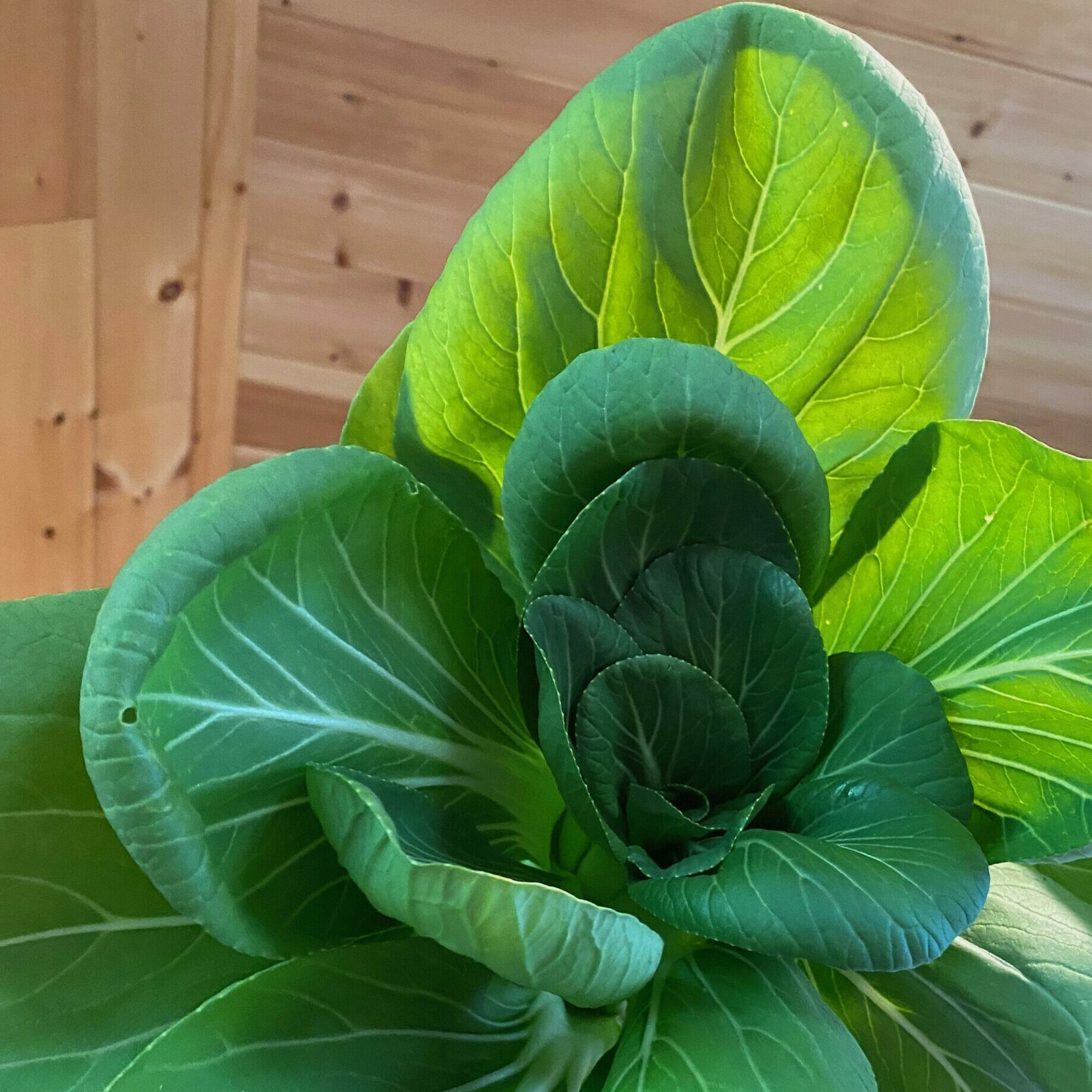 Bok Choi