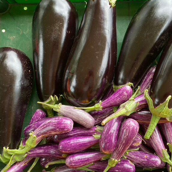 Aubergine
