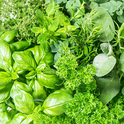 Fines herbes variées