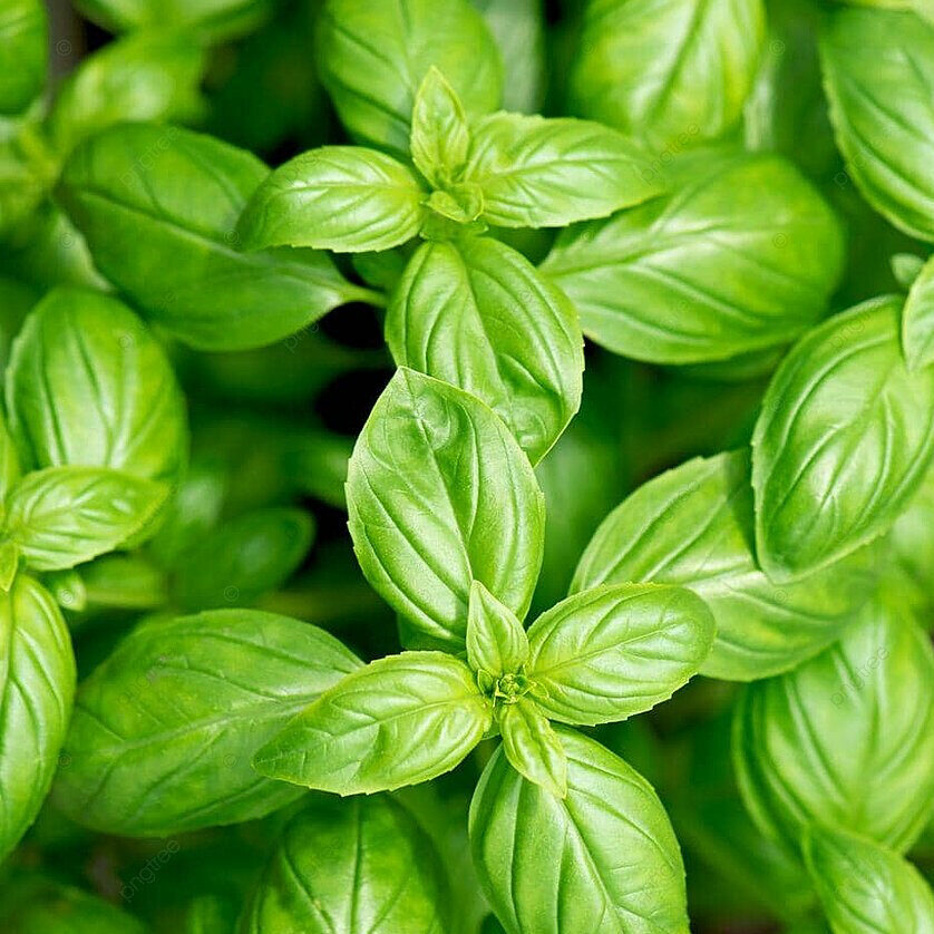 Basilic