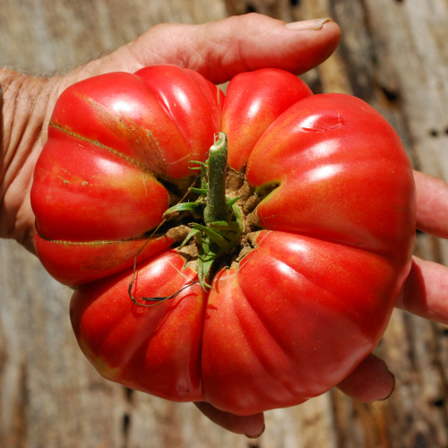 Tomate