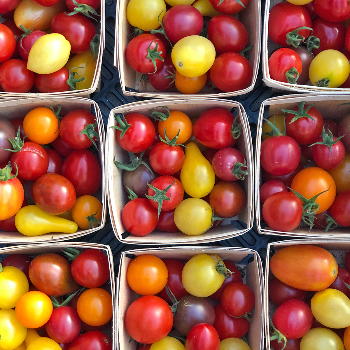 Tomate cerise