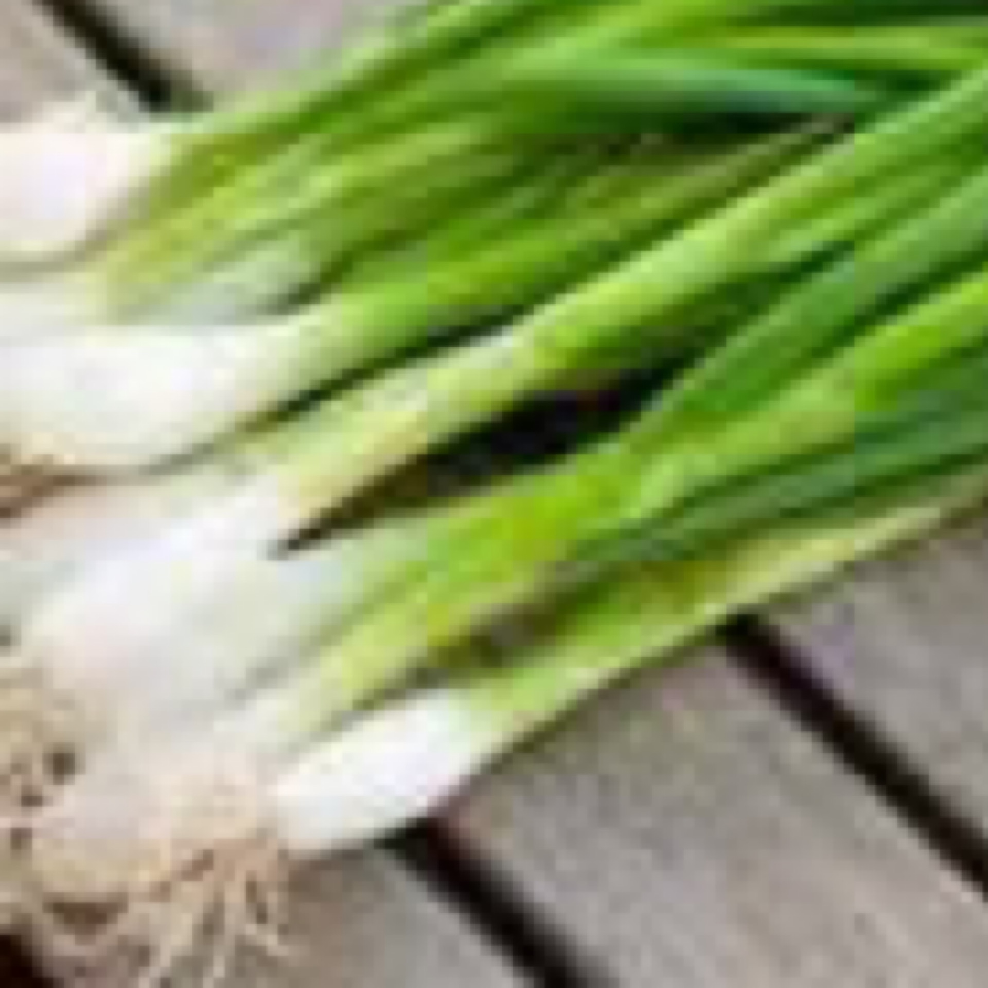 Oignon vert