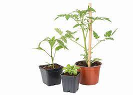 Plants