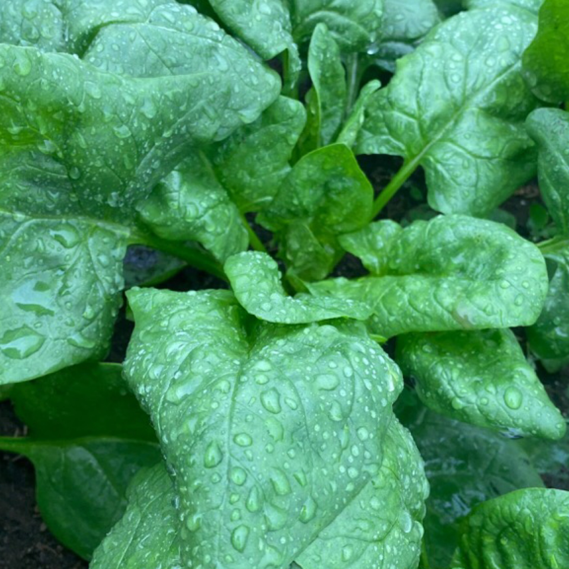 Épinard 150g