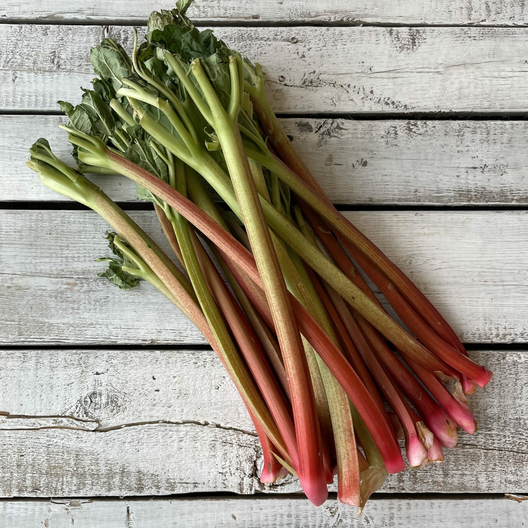 Rhubarbe au bâton