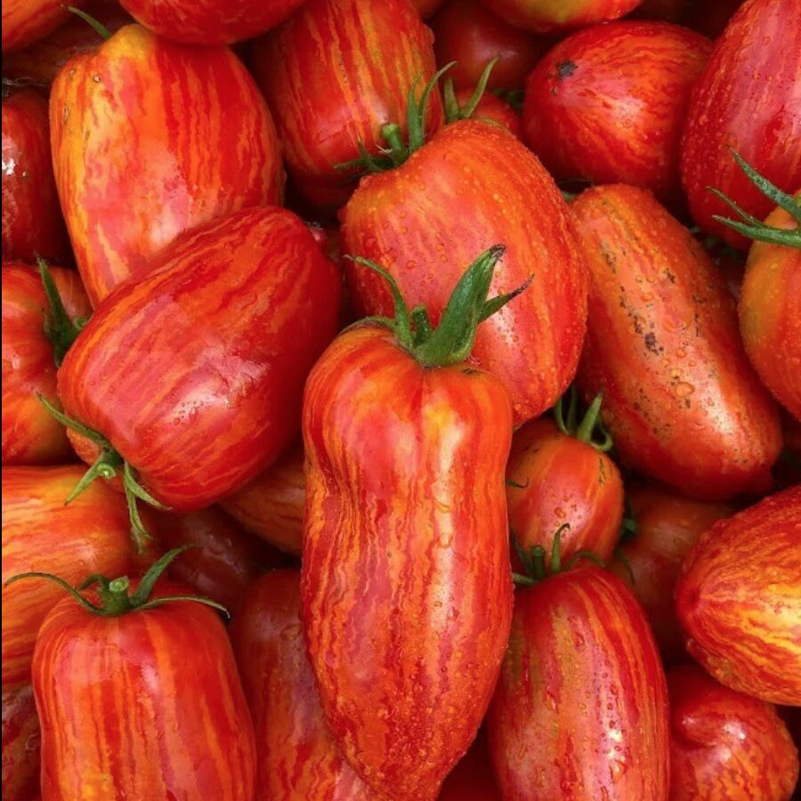 Tomates italiennes