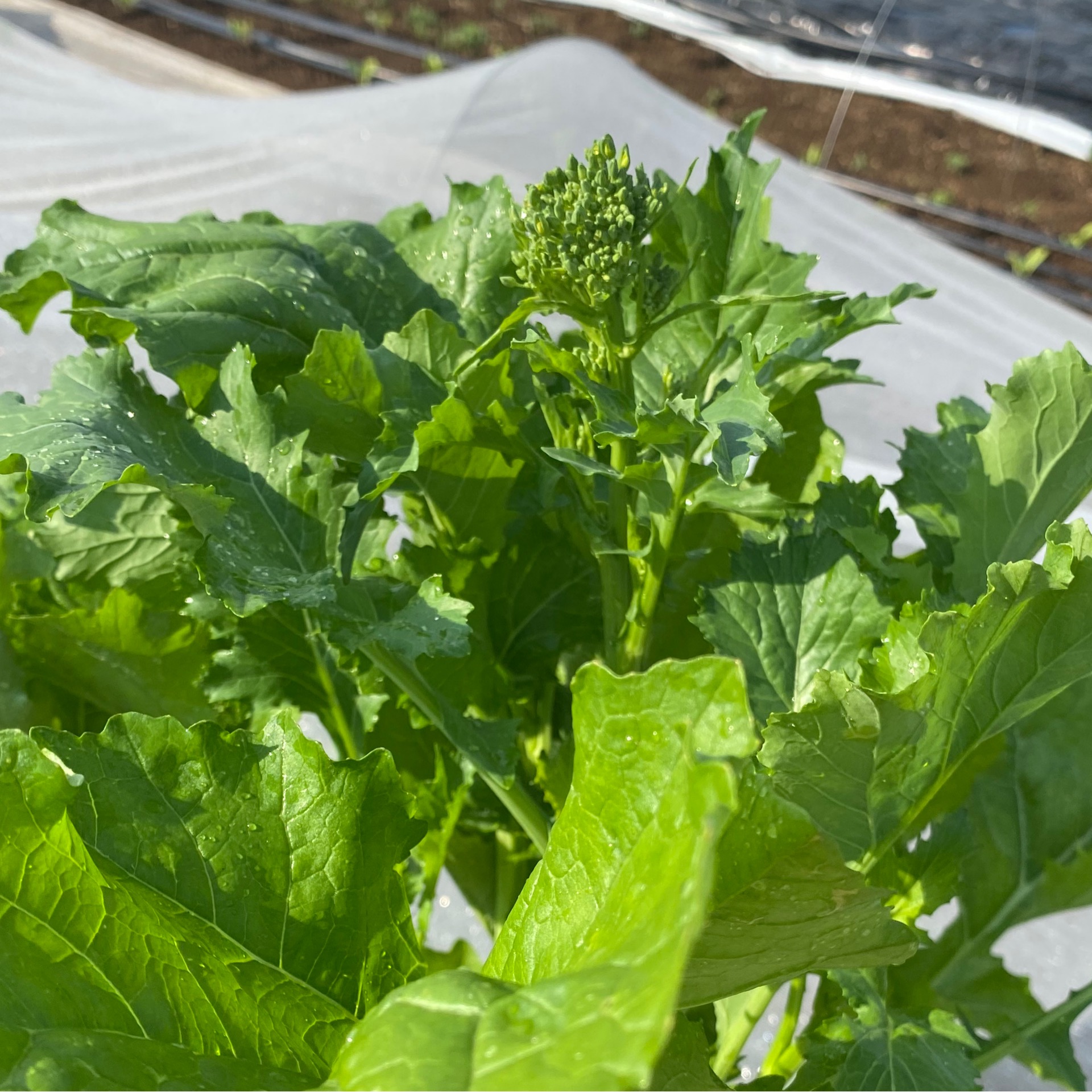 Rapini