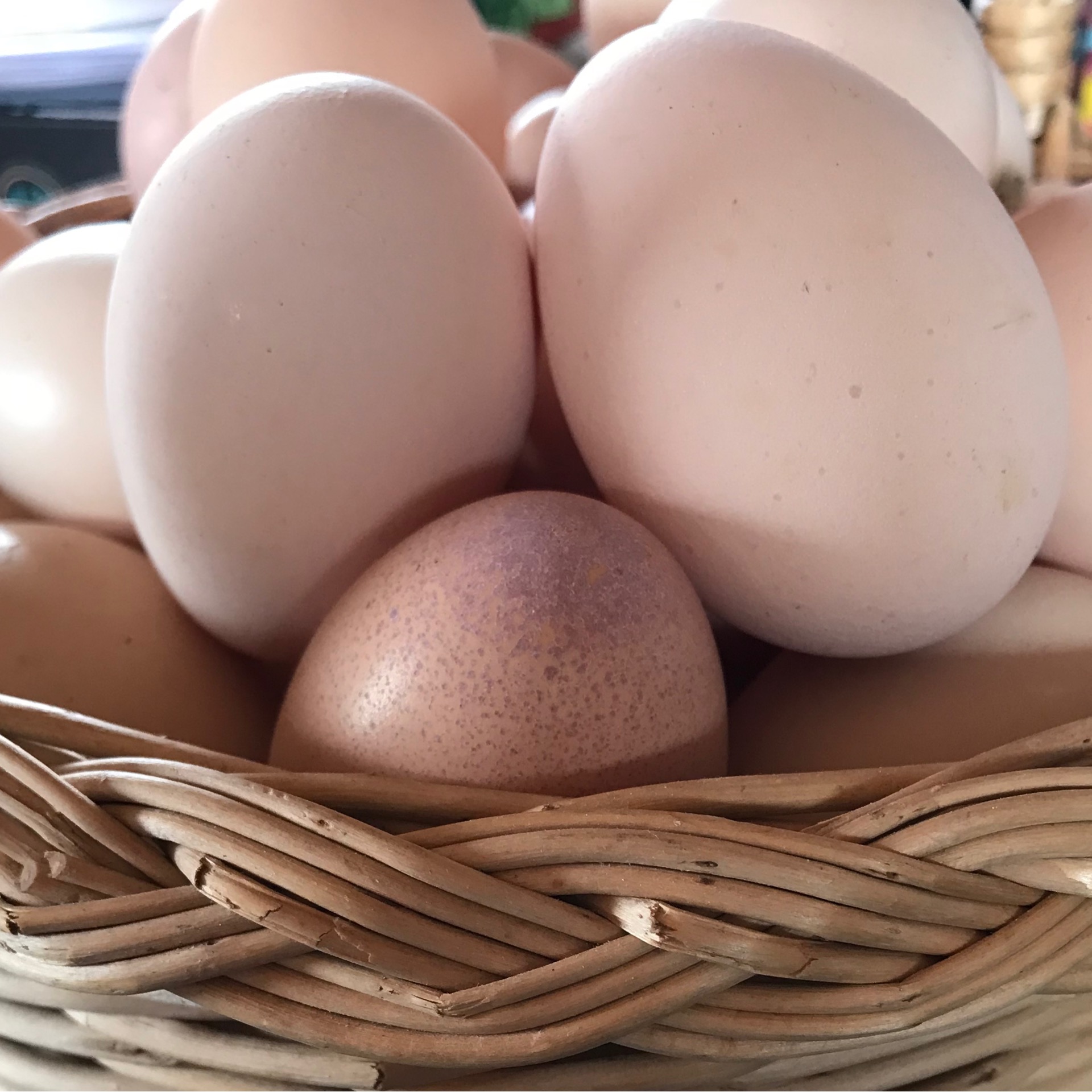 Oeufs