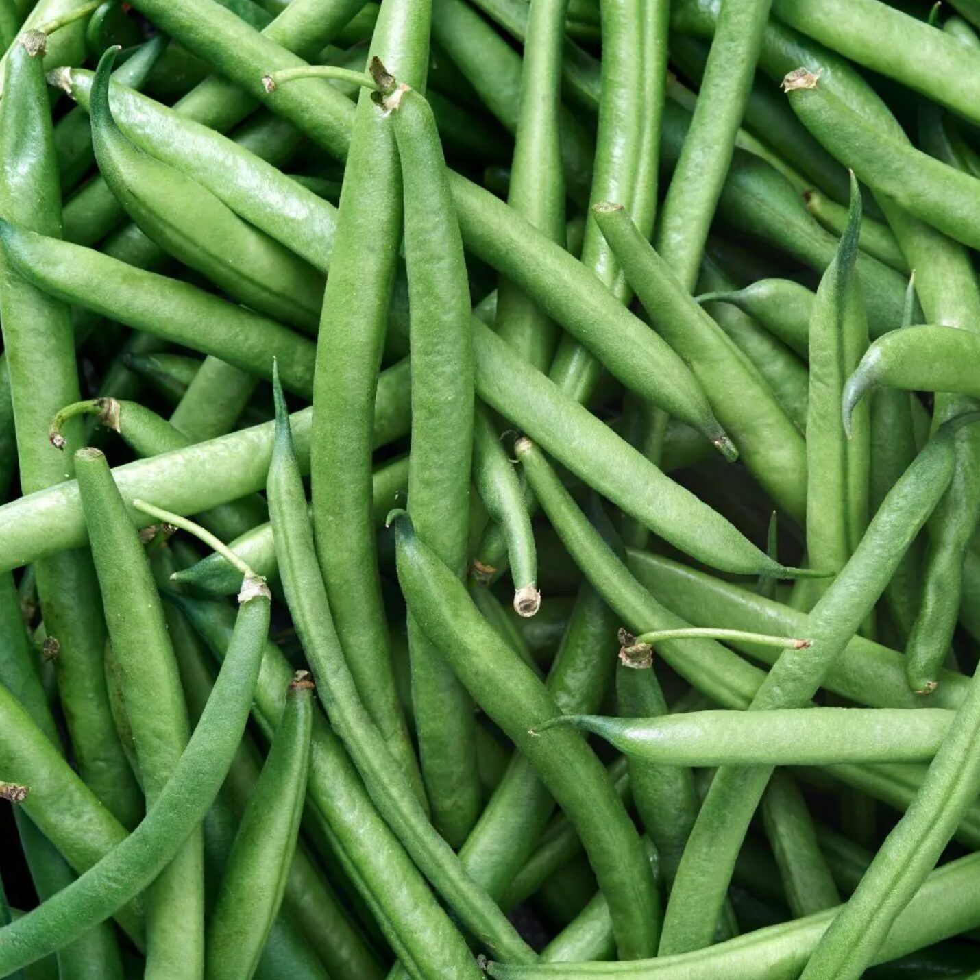 Haricots
