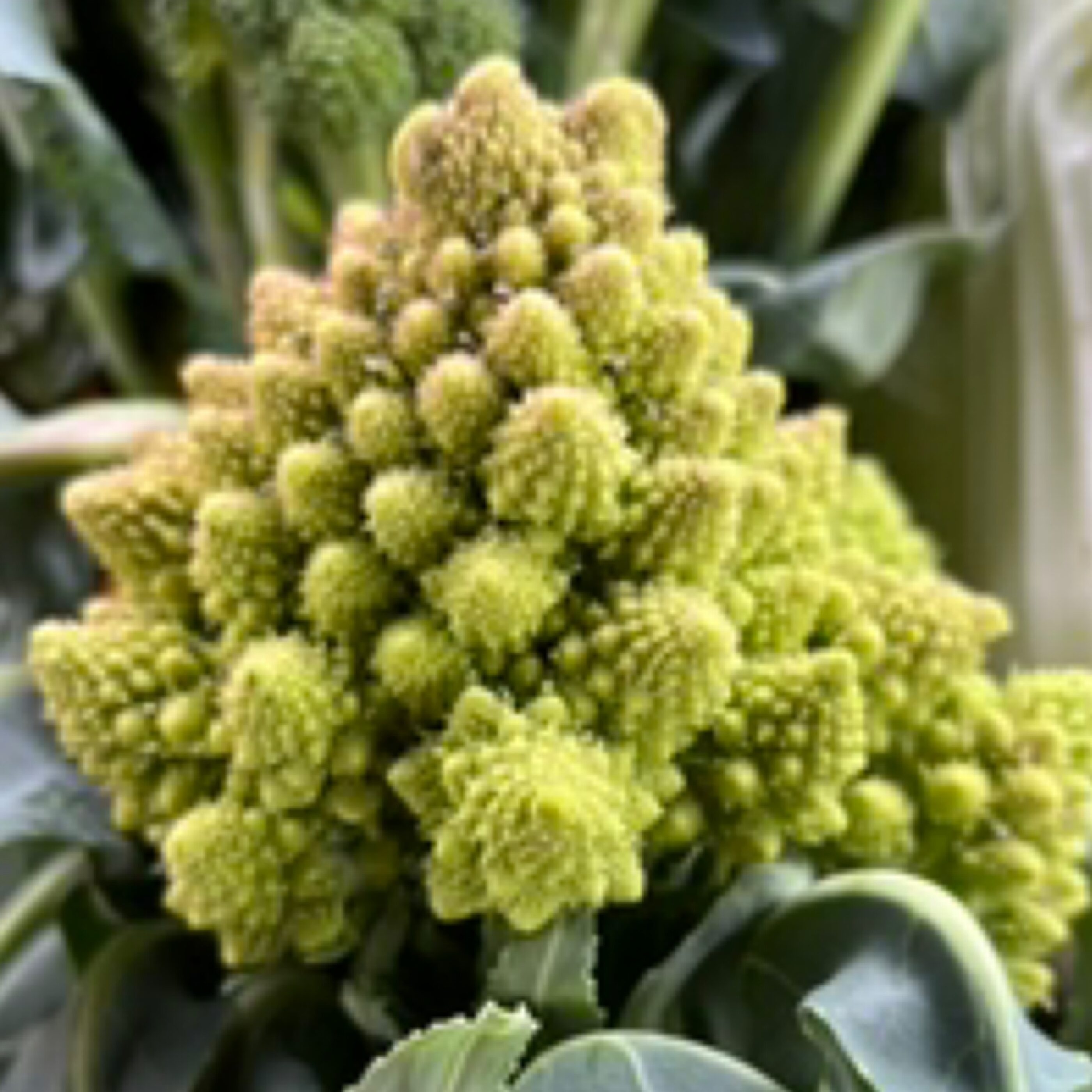 Chou romanesco
