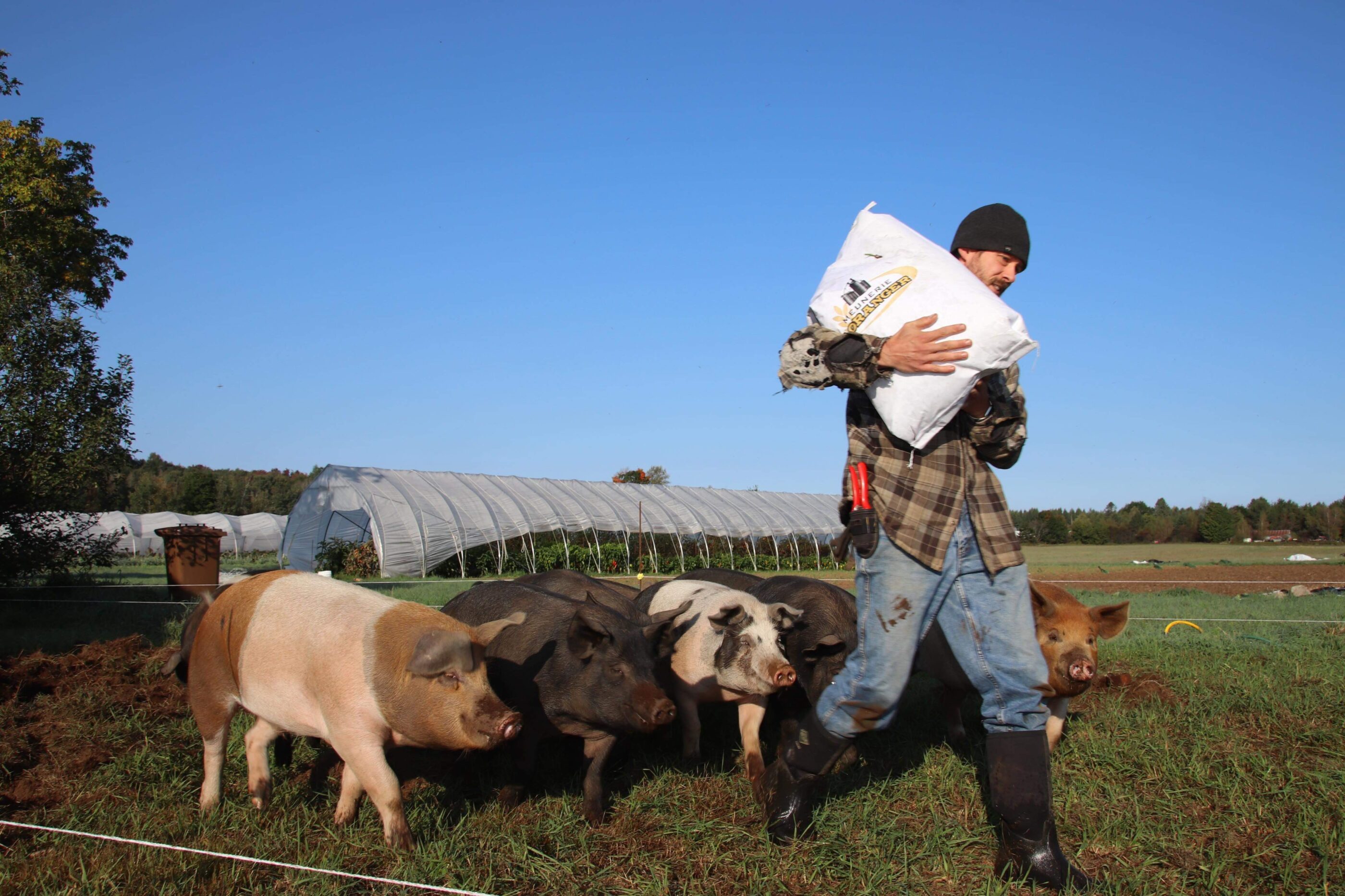 Porc au pâturage - Nouveauté! – Image 3