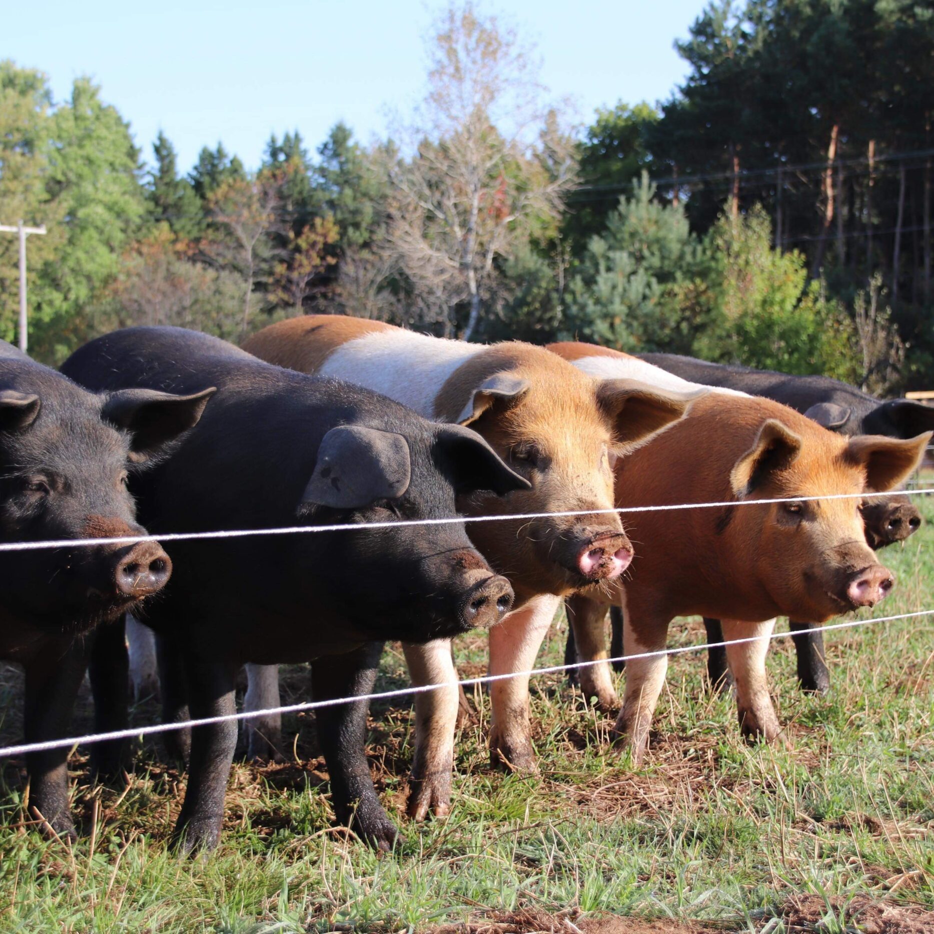 Porc au pâturage – Nouveauté!