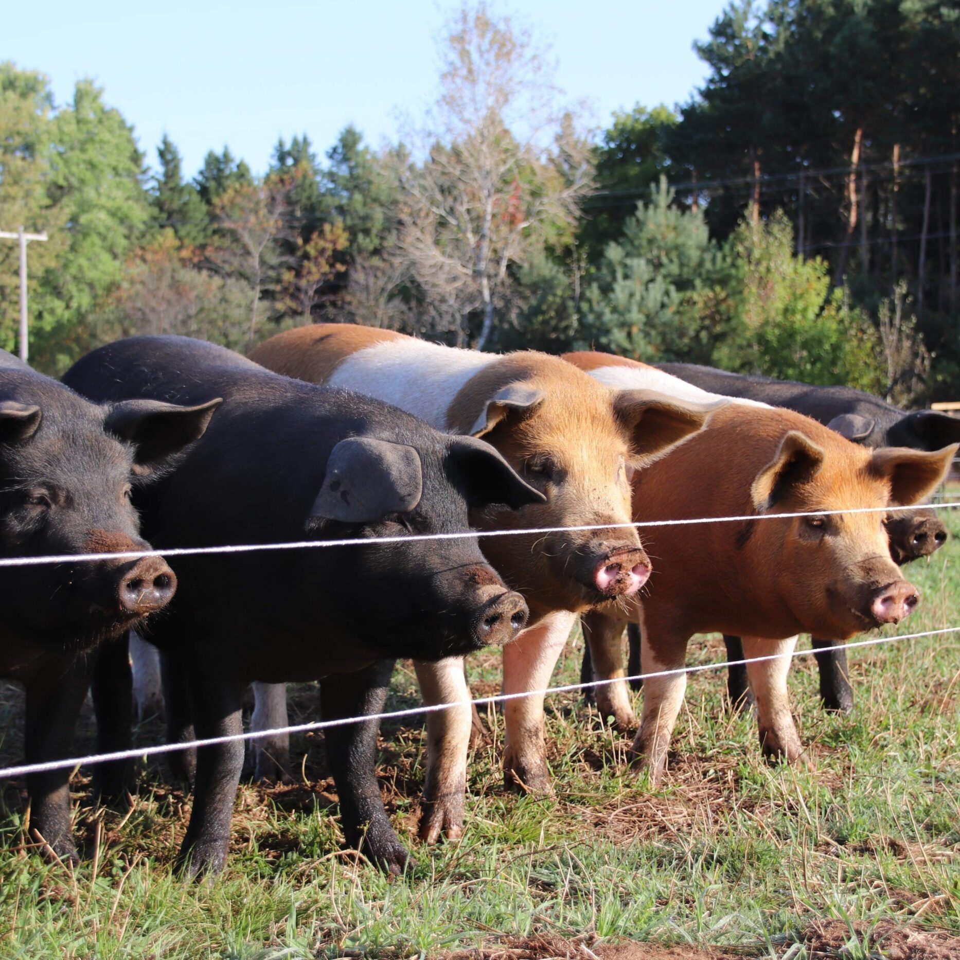 Porc au pâturage – Nouveauté!