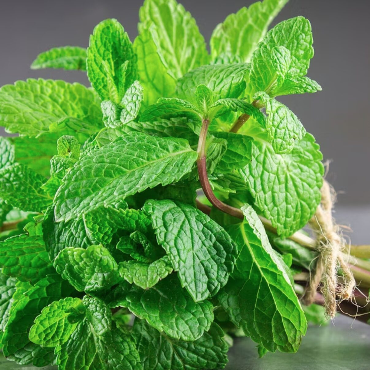Menthe