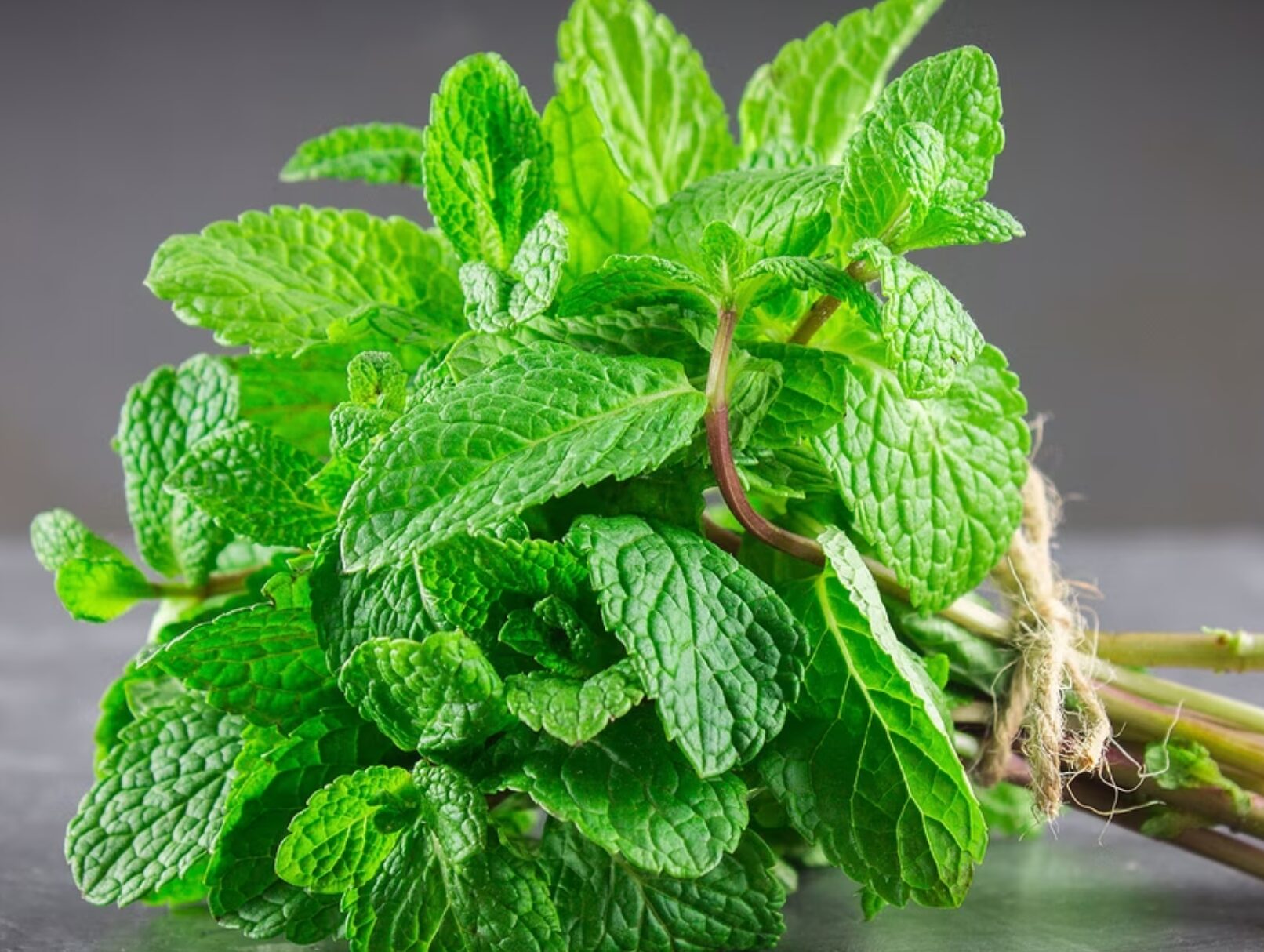 Menthe