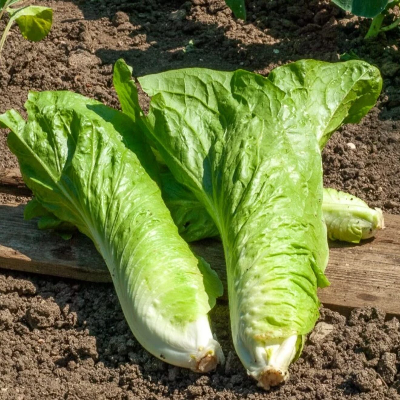 Chicorée pain sucre