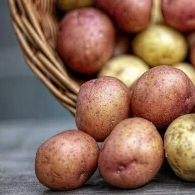 Patate nouvelles et grelot