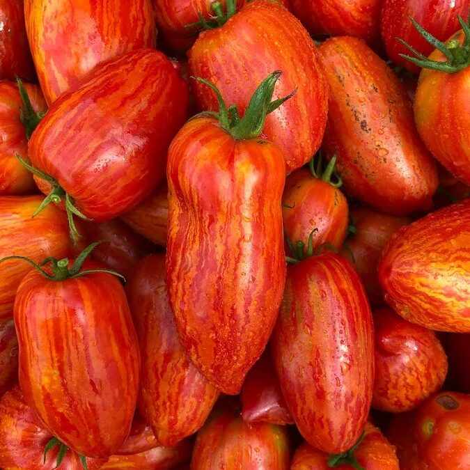 Tomates italiennes