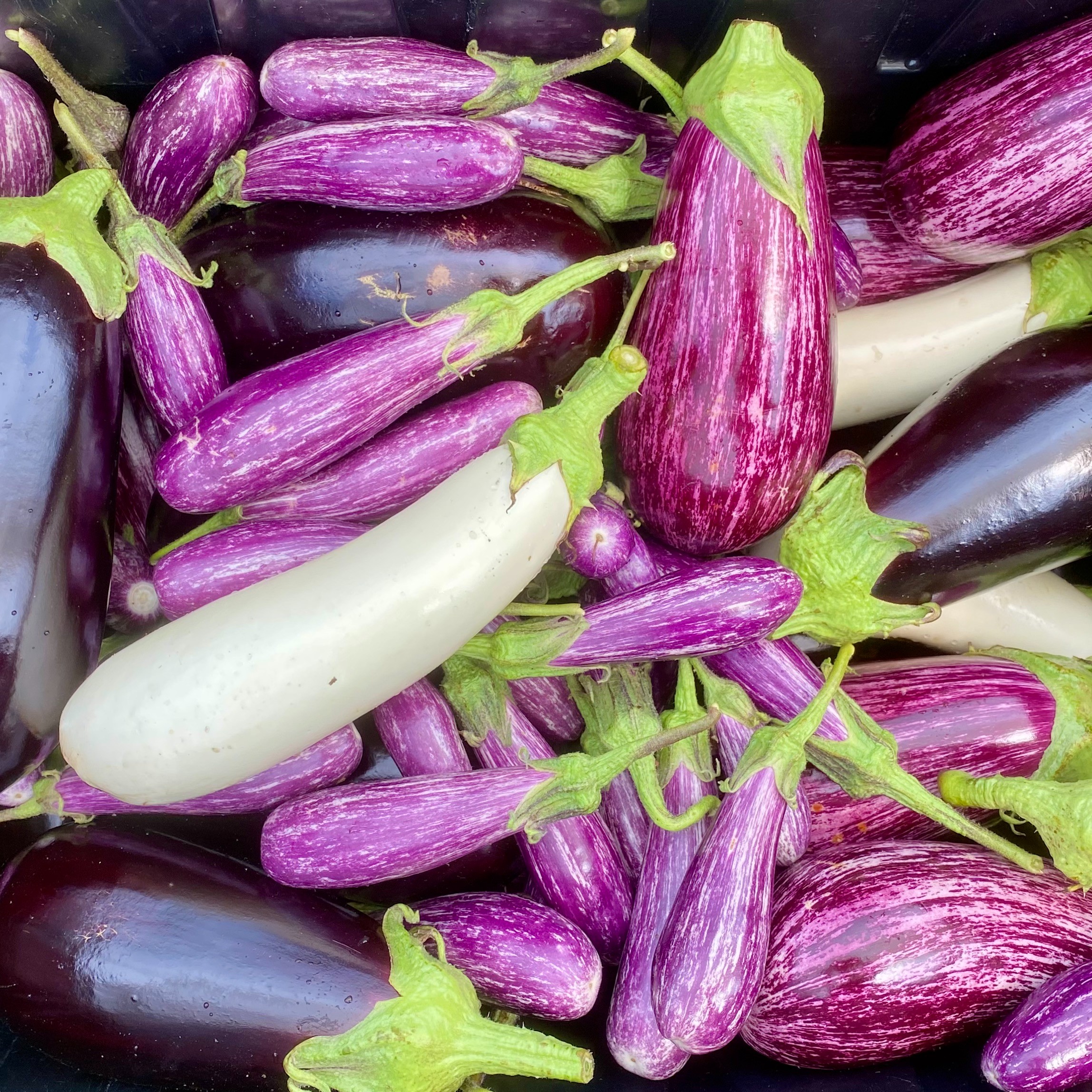 Aubergine