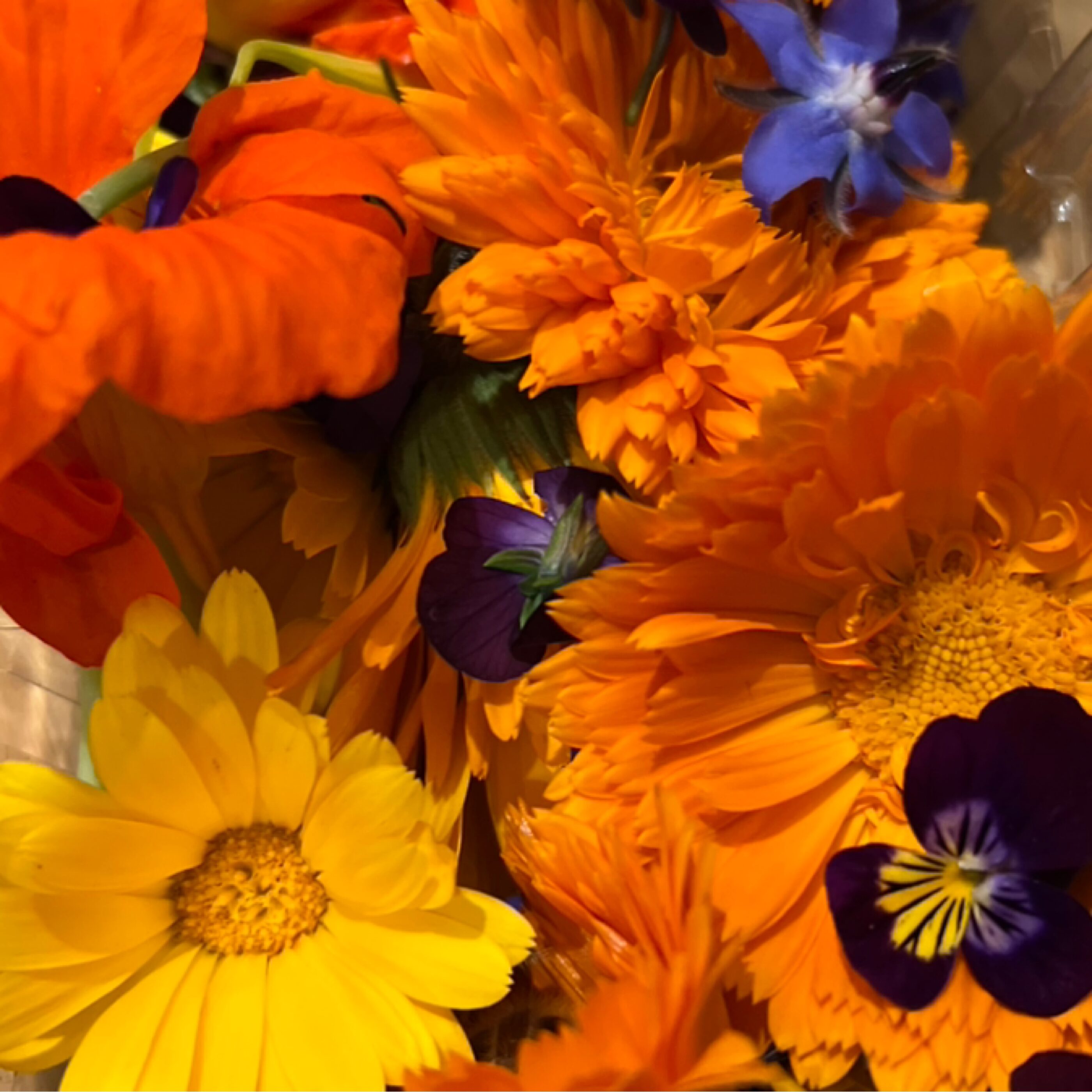 Fleurs comestibles bio