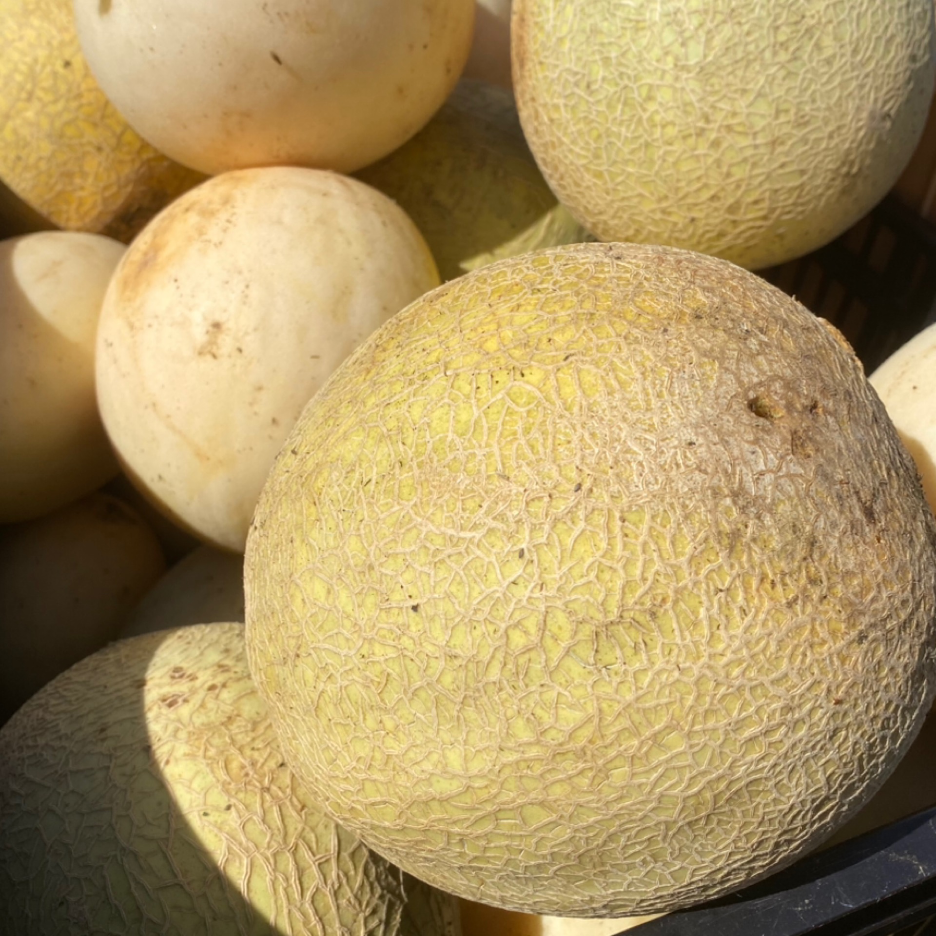 Cantaloup