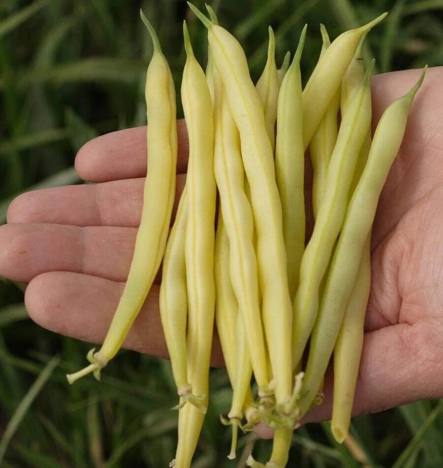 Haricots jaune